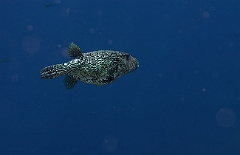 Raja Ampat 2016 - Arothron mappa - Map puffer - Poisson ballon griffonne - IMG_4299._rc